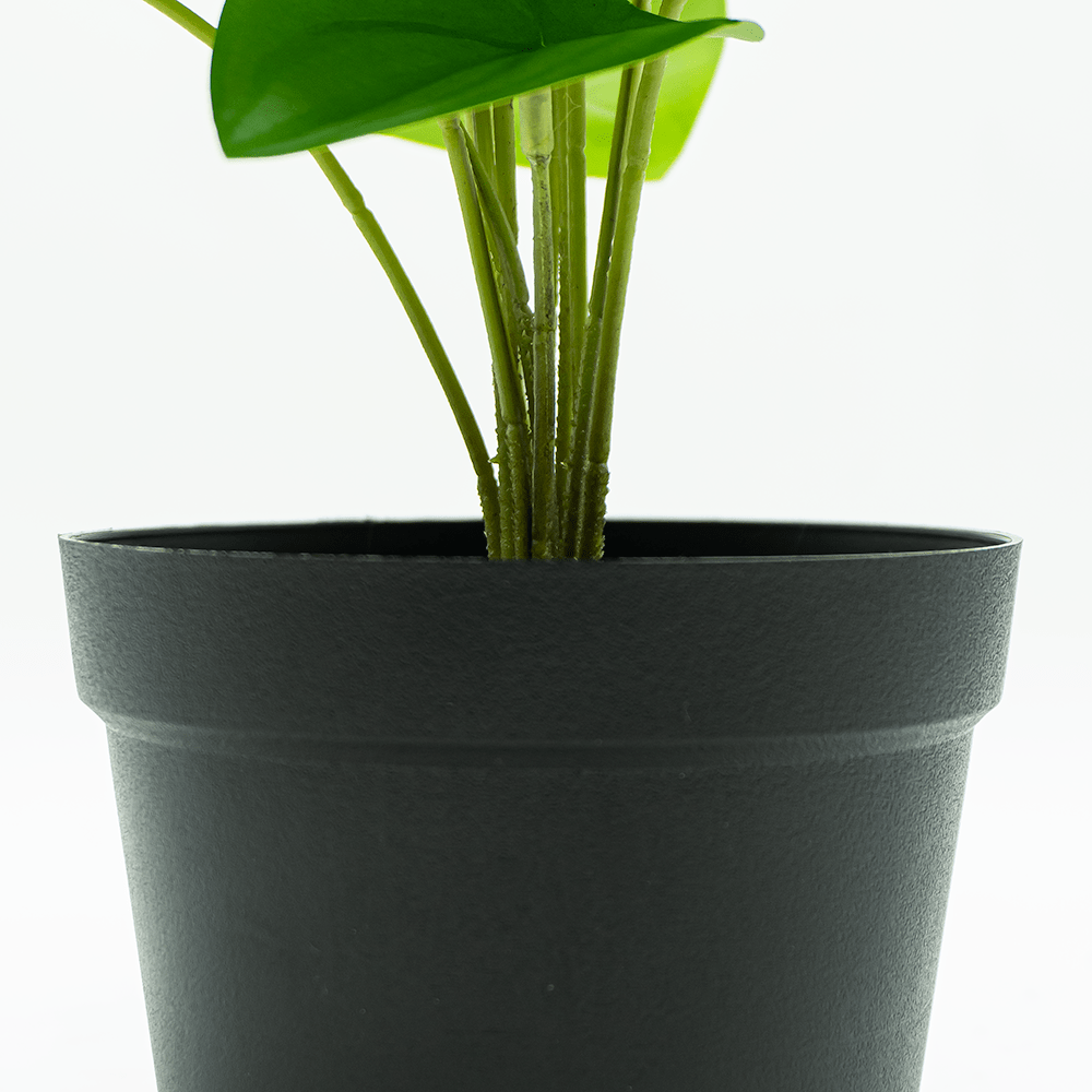 Bégonia vert mini