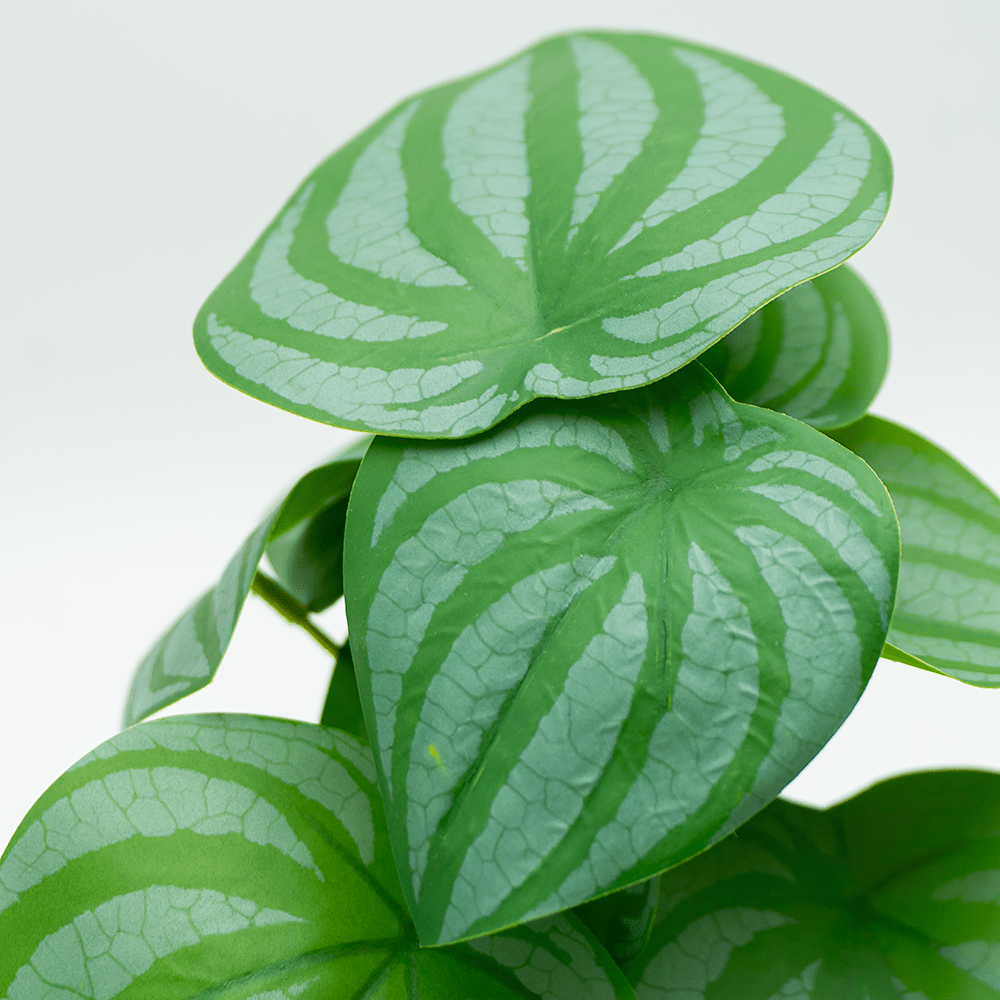 Bégonia vert mini