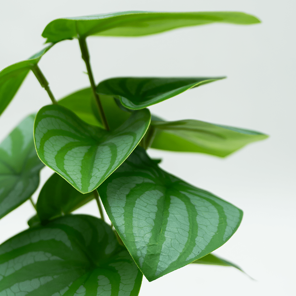 Bégonia vert mini