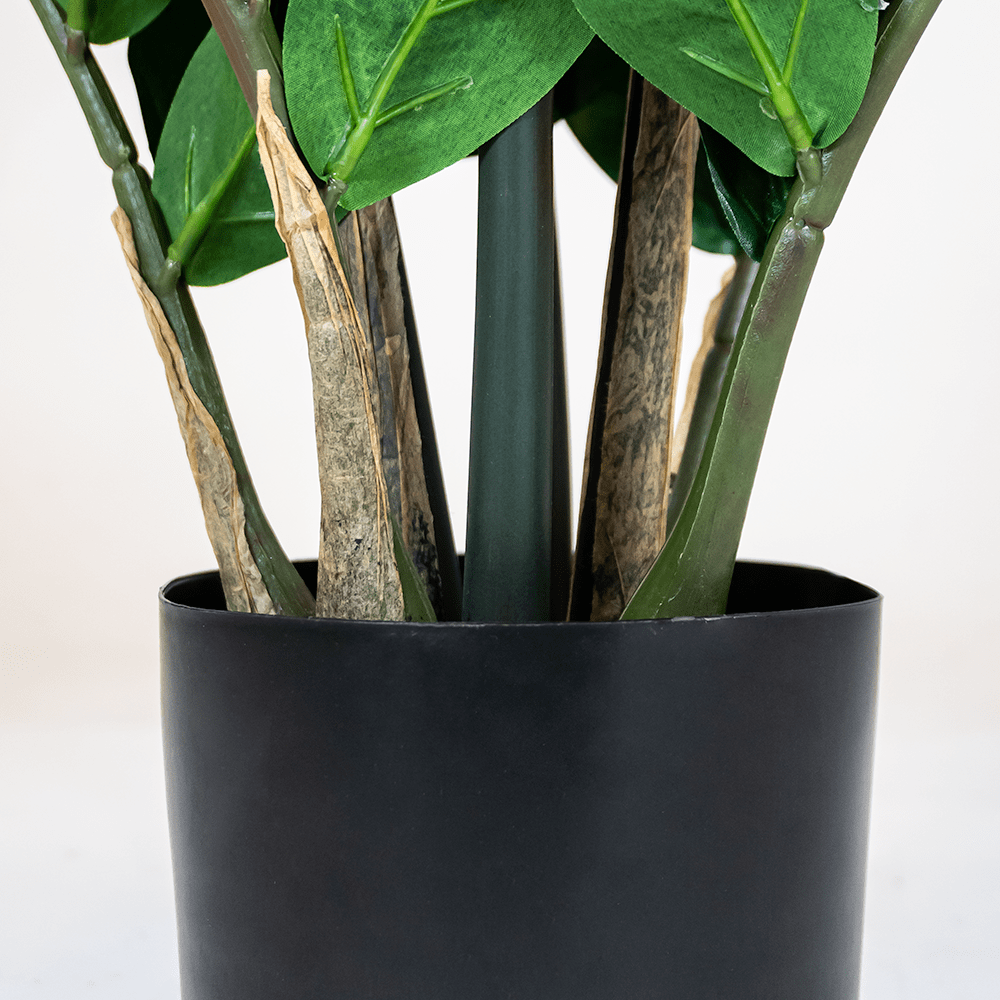 Zamioculcas XL