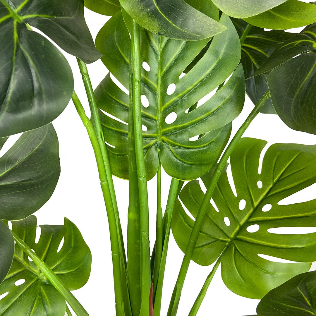 Monstera Esclusiva