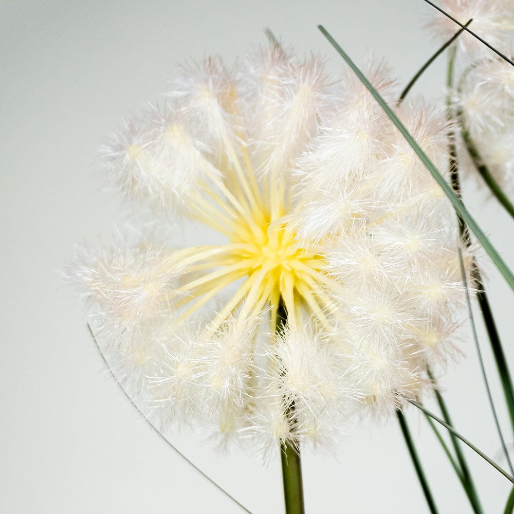 Graminée Taraxacum
