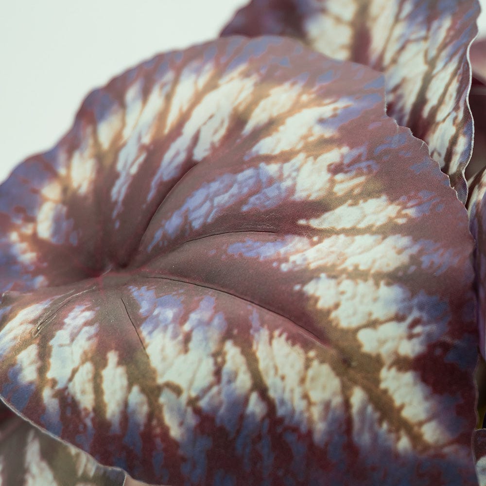 Syngonium bicolore