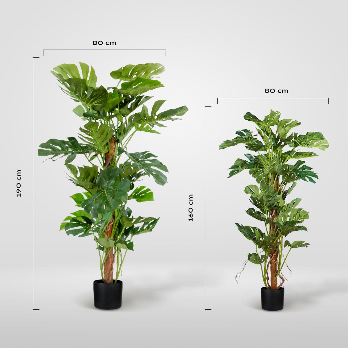 Monstera Tutor Esclusivo