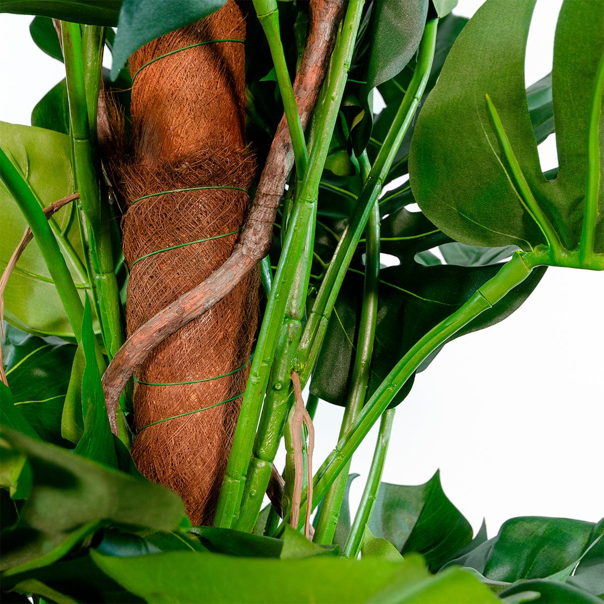 Monstera Tutor Esclusivo