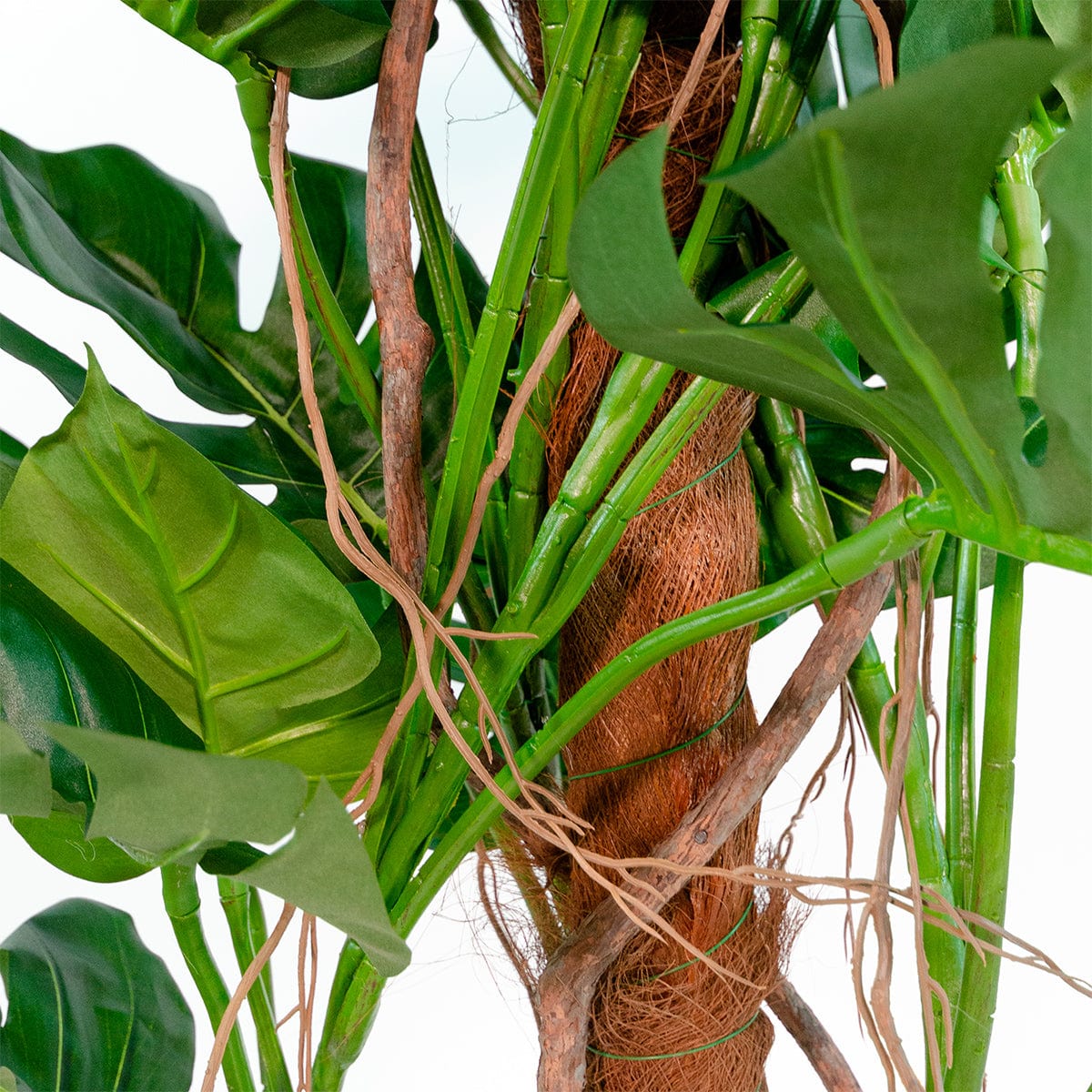 Monstera sur tuteur Exclusive