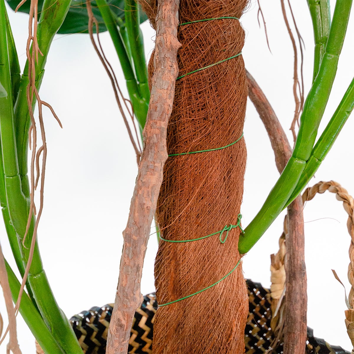 Monstera Tutor Esclusivo