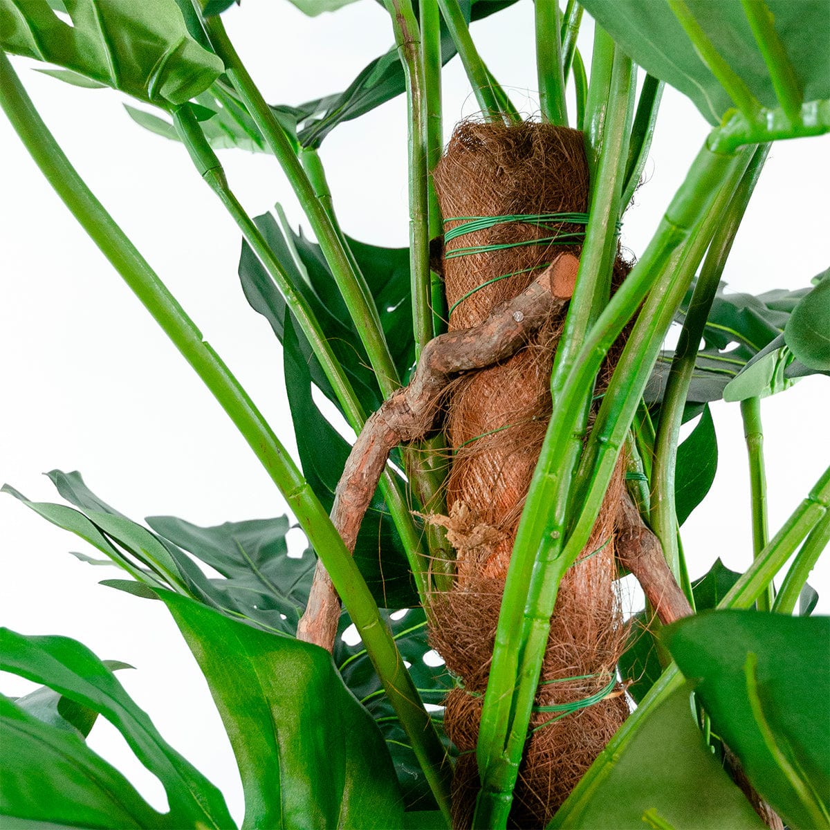 Monstera sur tuteur Exclusive