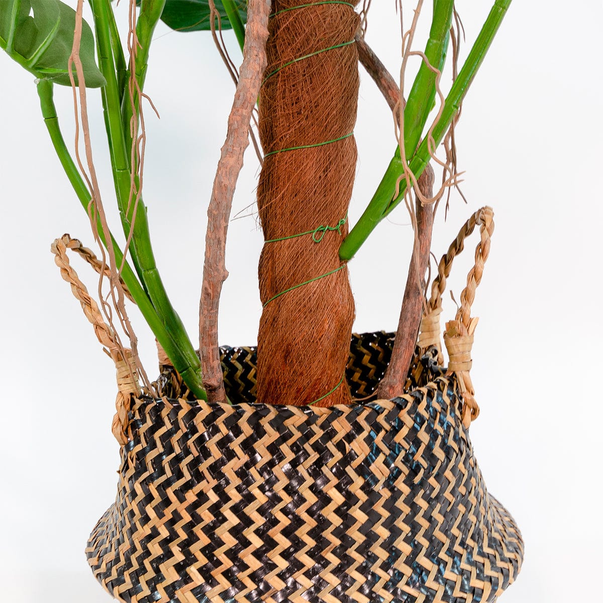 Monstera Tutor Esclusivo