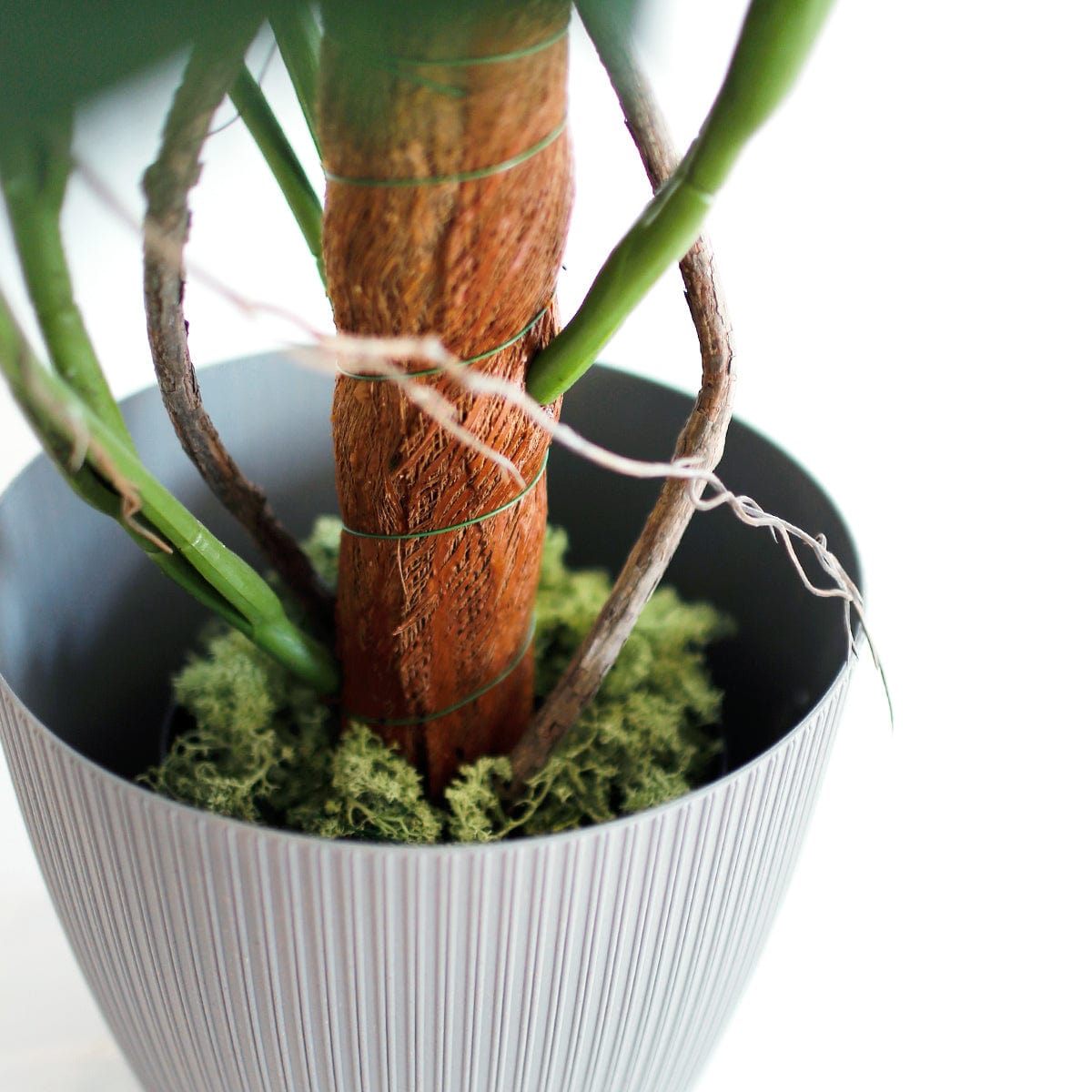 Monstera Tutor Esclusivo