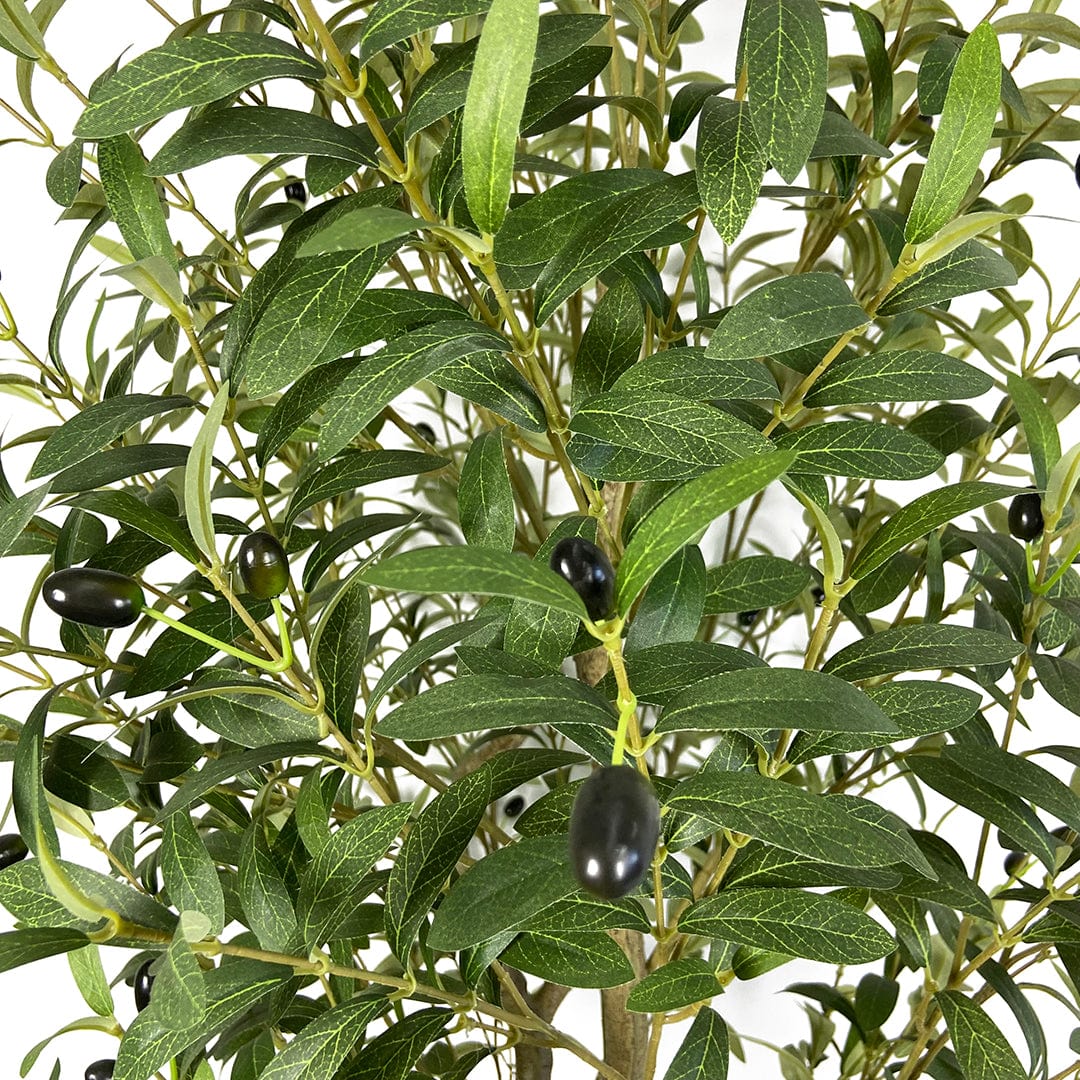 Olivier avec olives