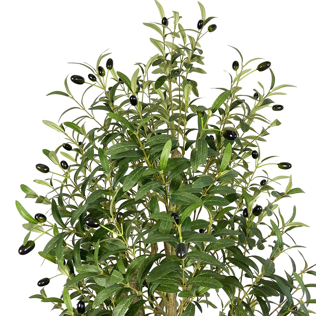 Olivier avec olives