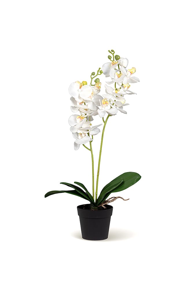 Orchidée Duo blanche