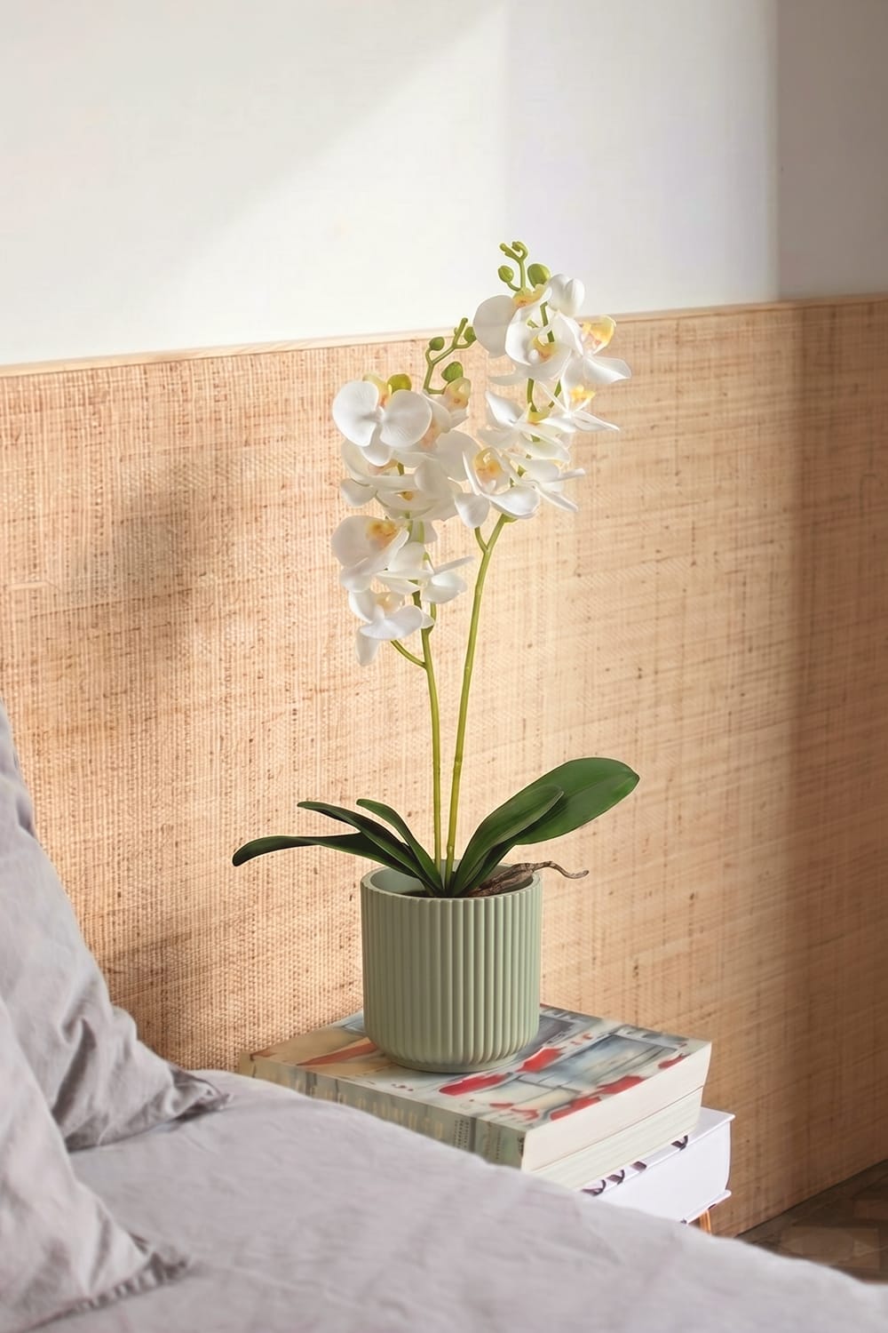 Orchidée Duo blanche