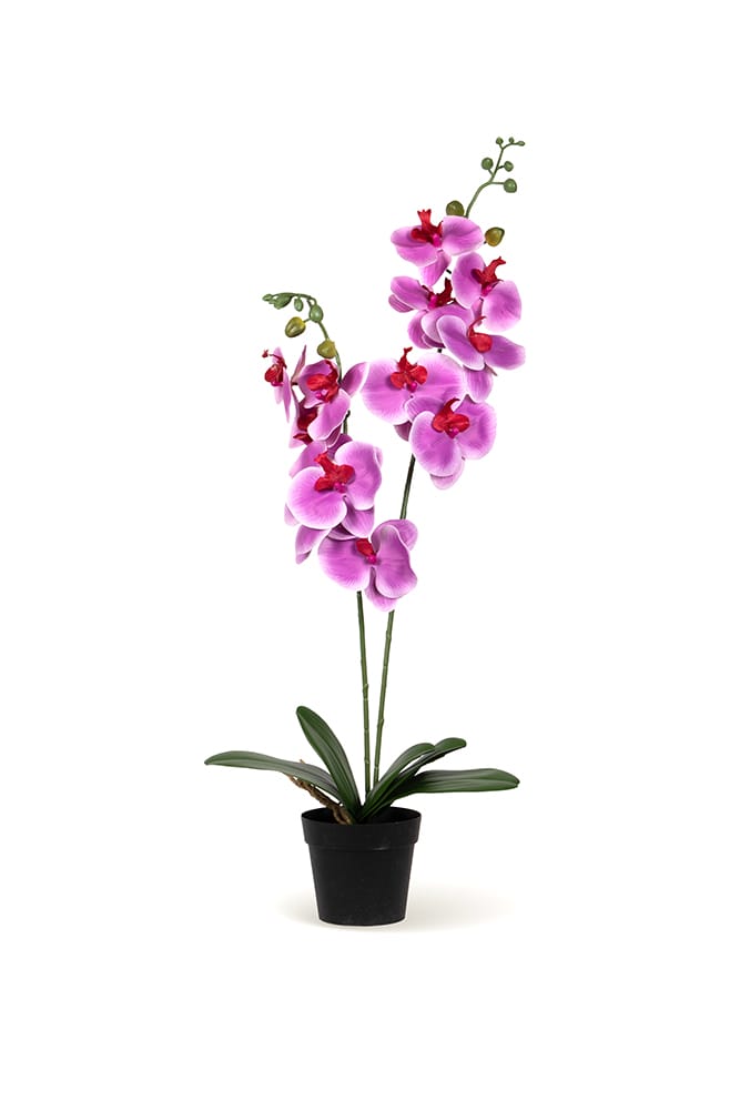 Orchidée Duo fuchsia