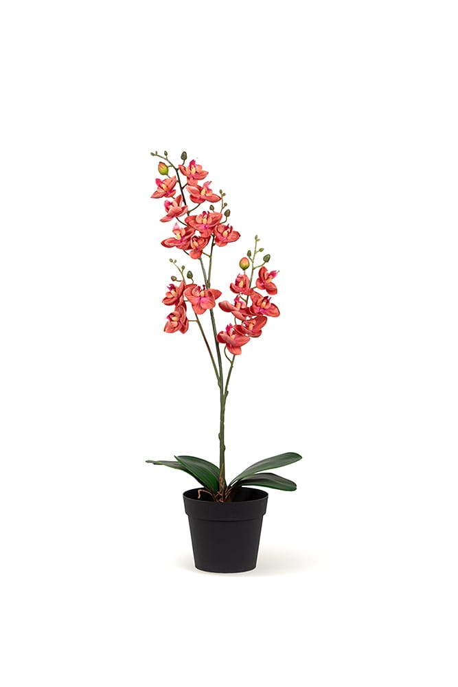 Orchidée Single rose