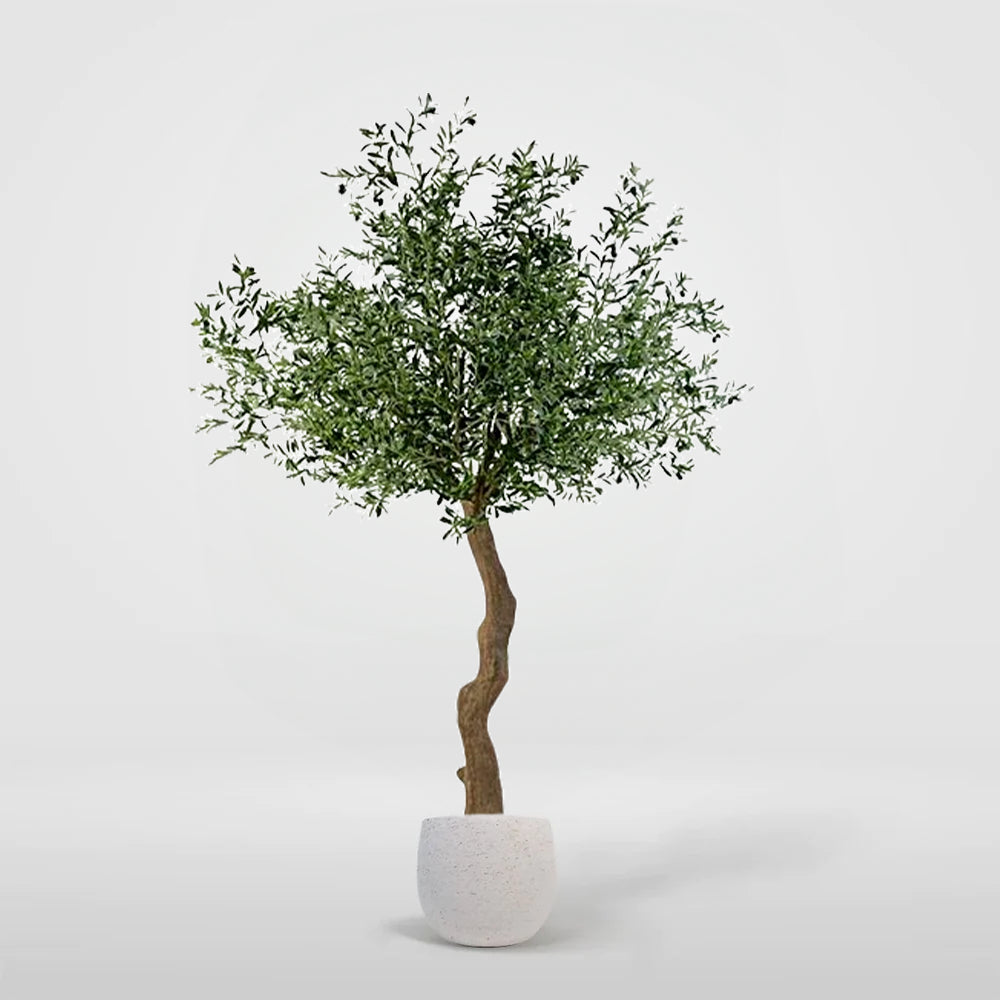 Olivo brava 270cm