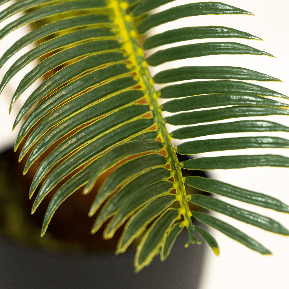 Palmier Cycas