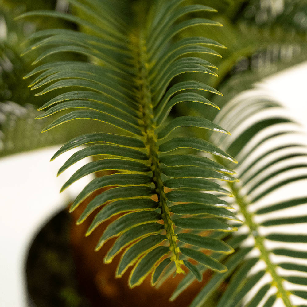 Palmier Cycas