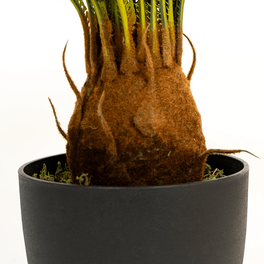 Palmier Cycas