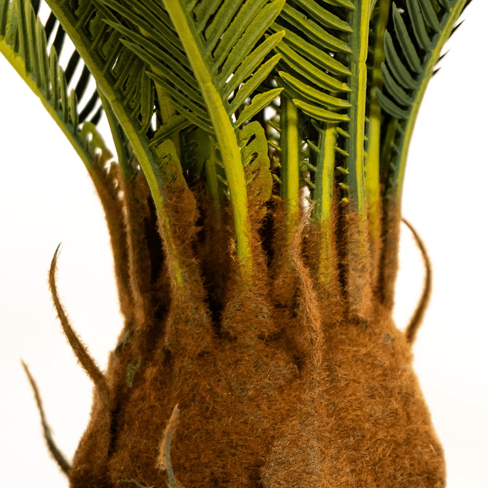 Palmier Cycas