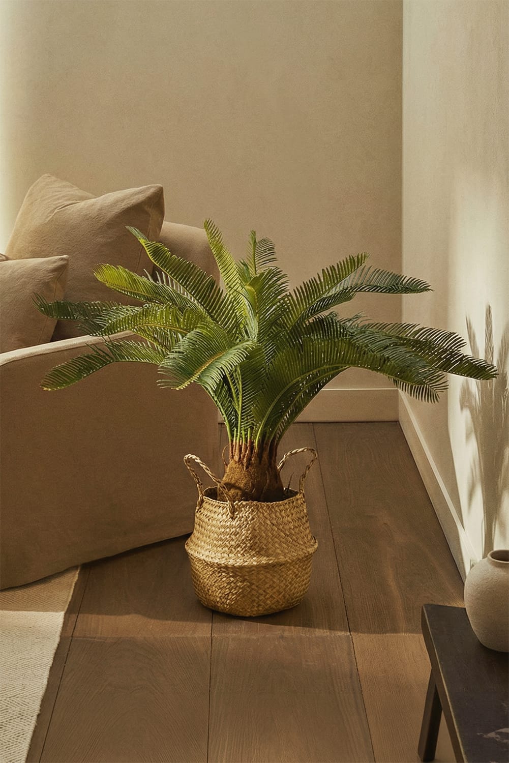 Palmier Cycas