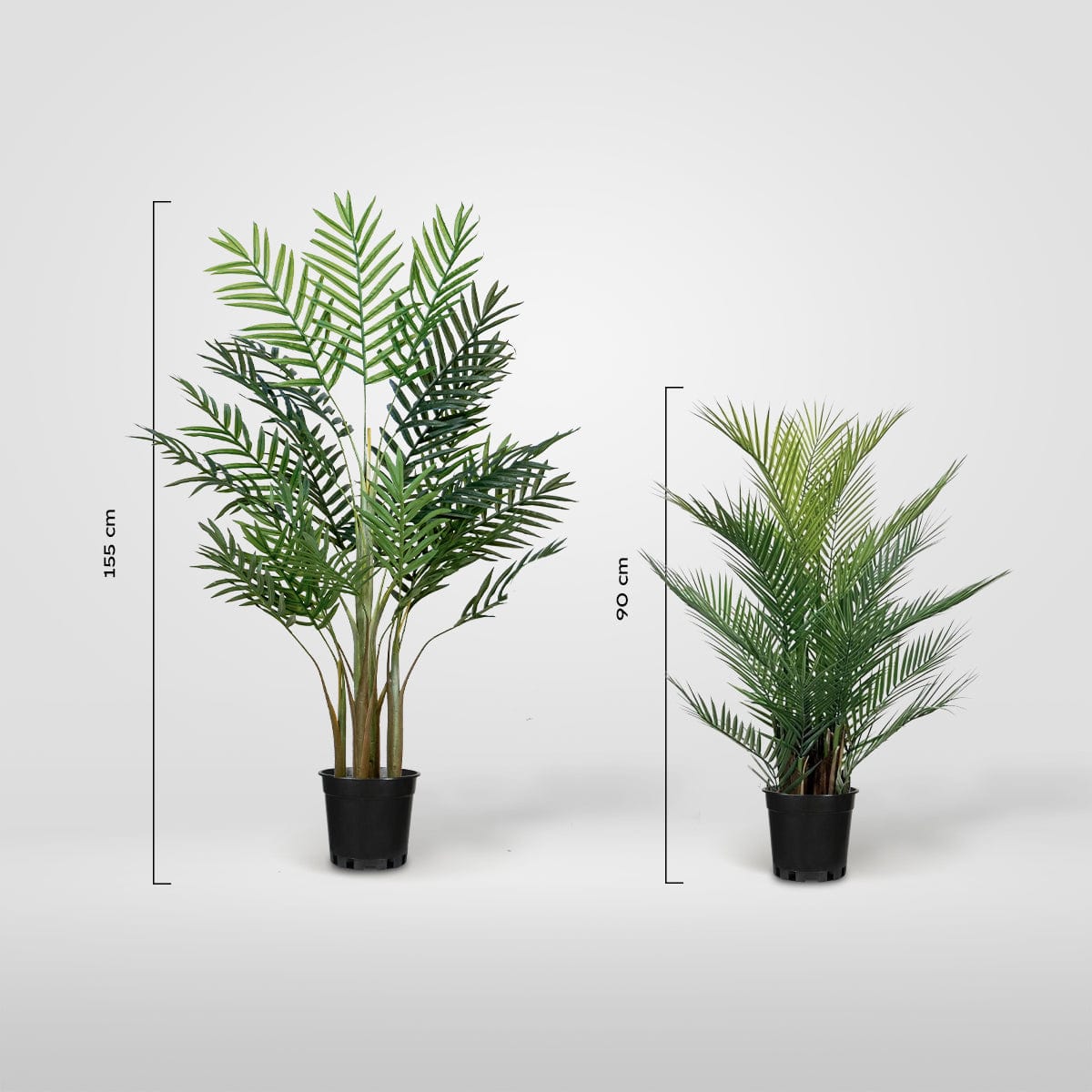 Palmier Areca