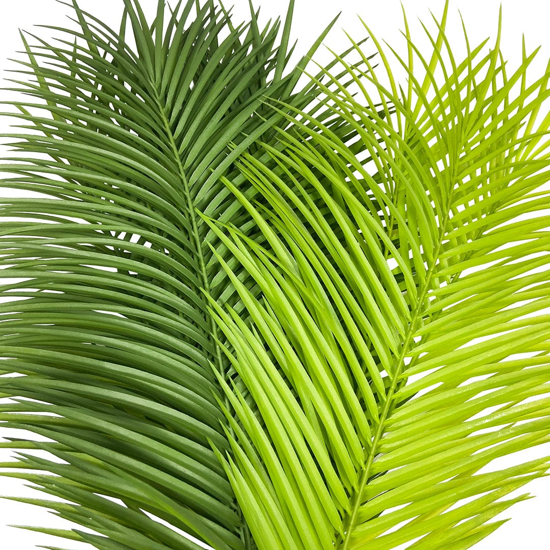 Palma tropicale