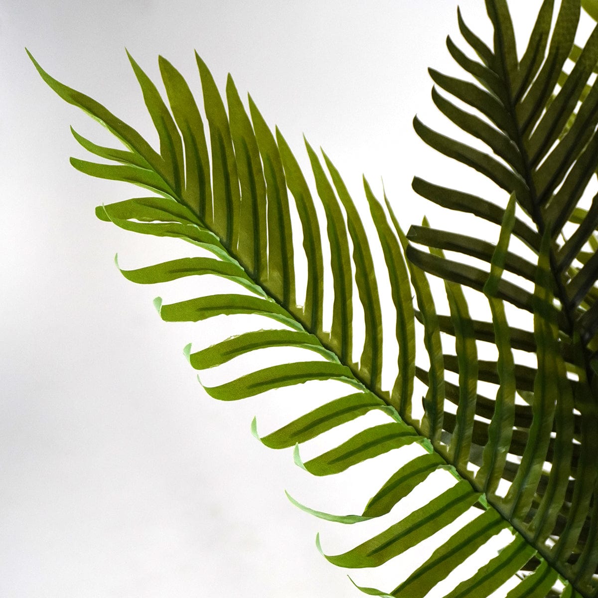 Palmier tropical