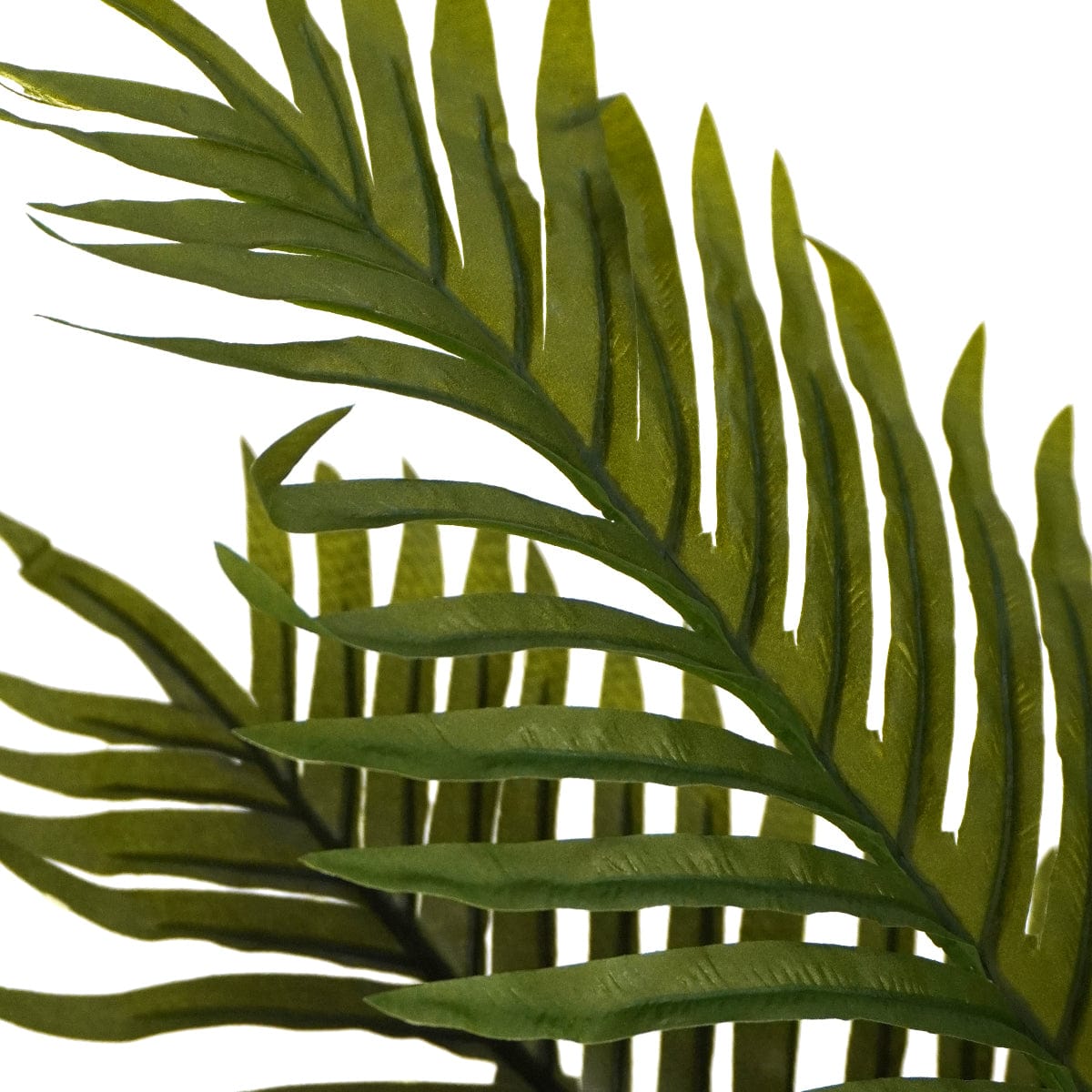 Palmier tropical