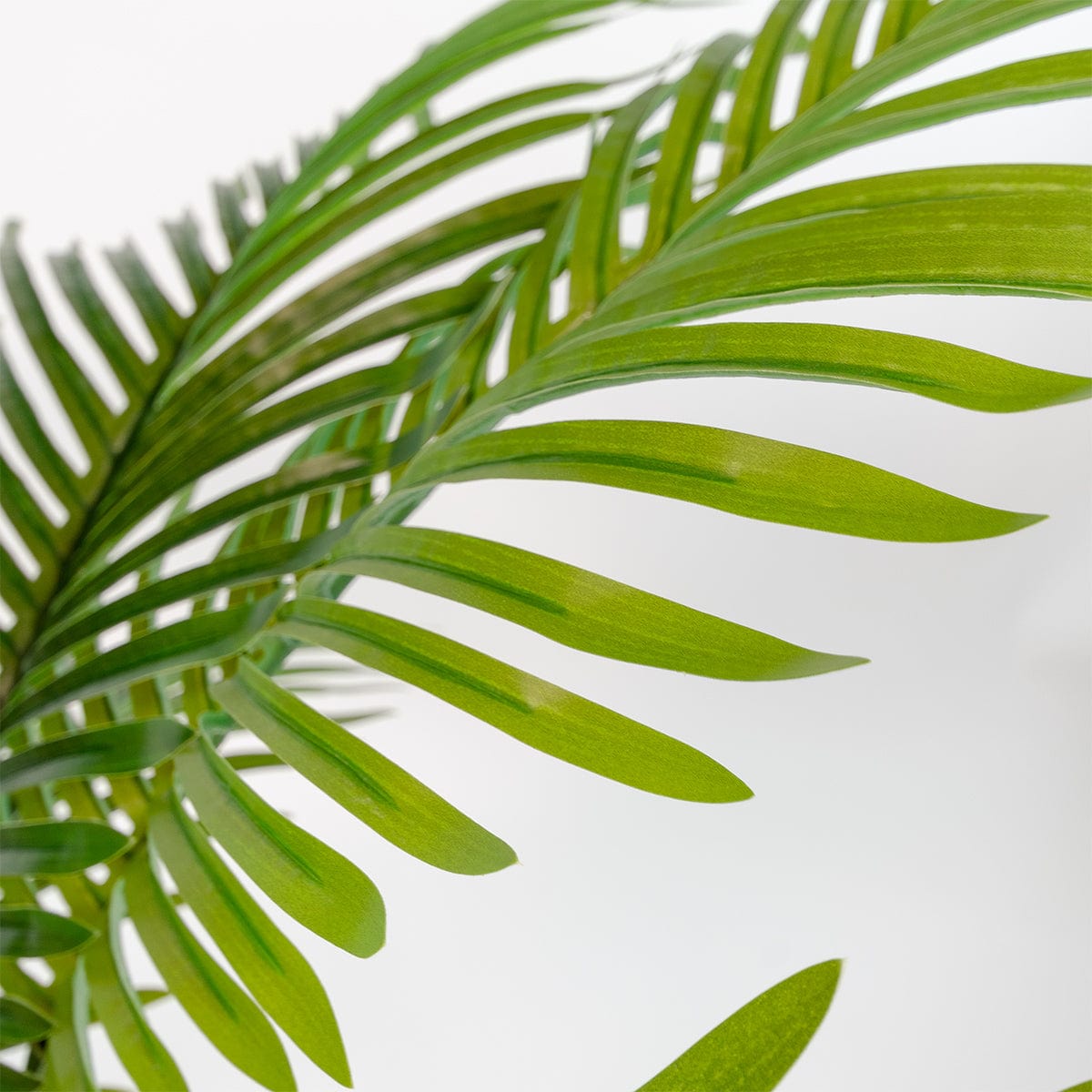 Palmier Areca