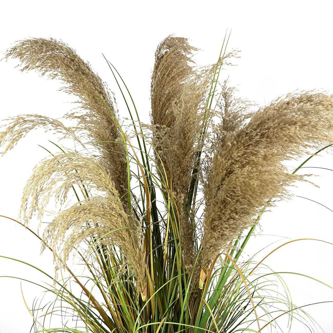 Graminée plumes marron