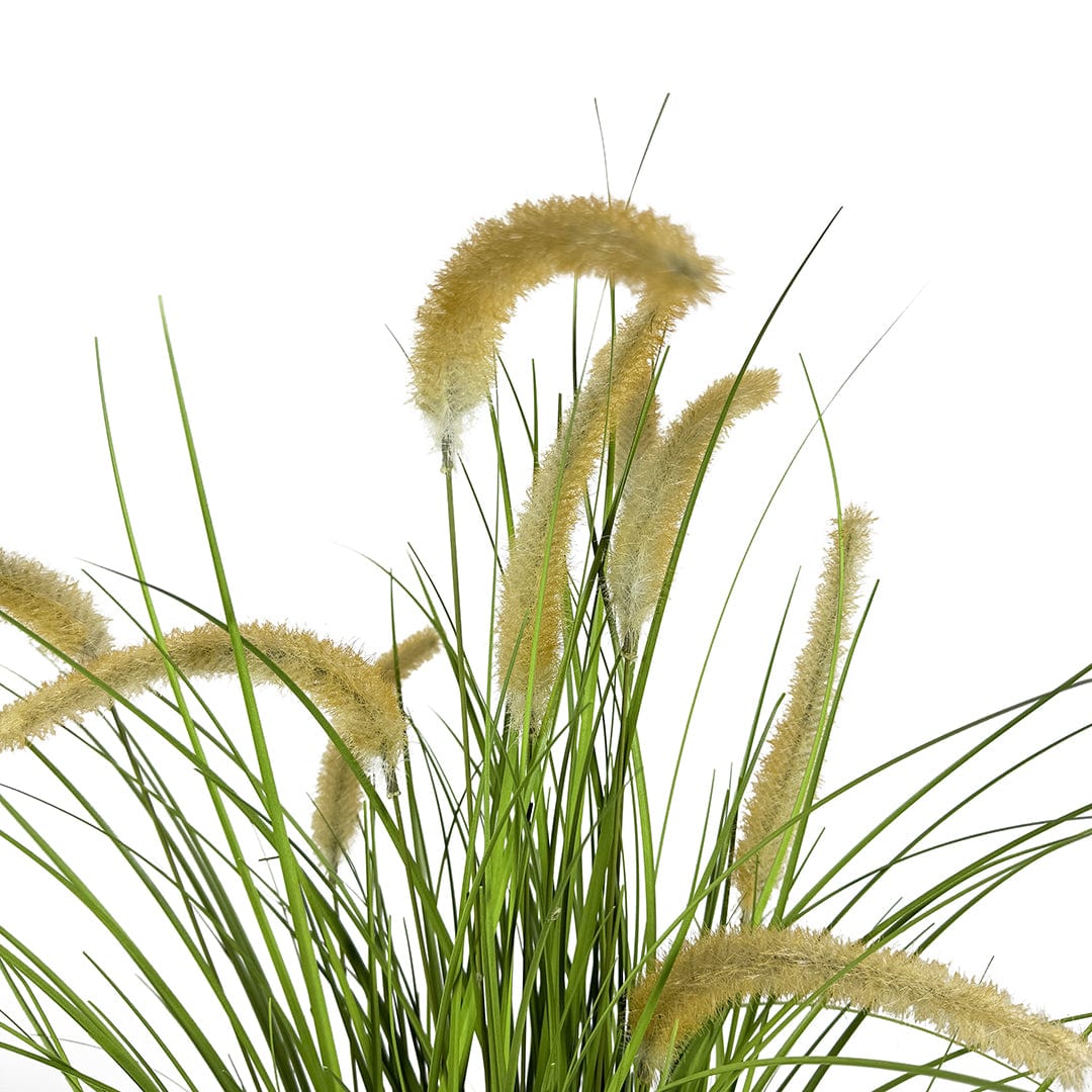 Graminée Pennisetum