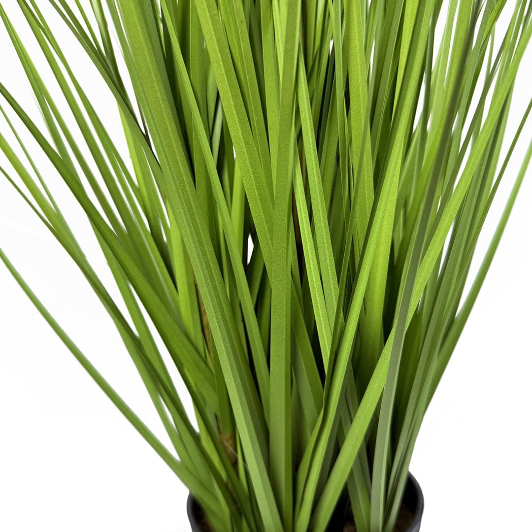 Graminée Pennisetum