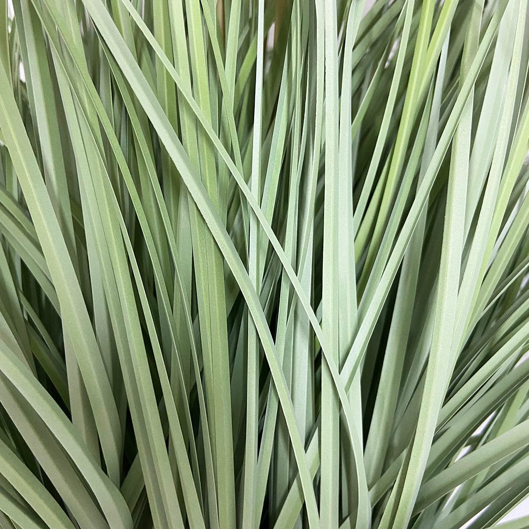 Graminacee XL