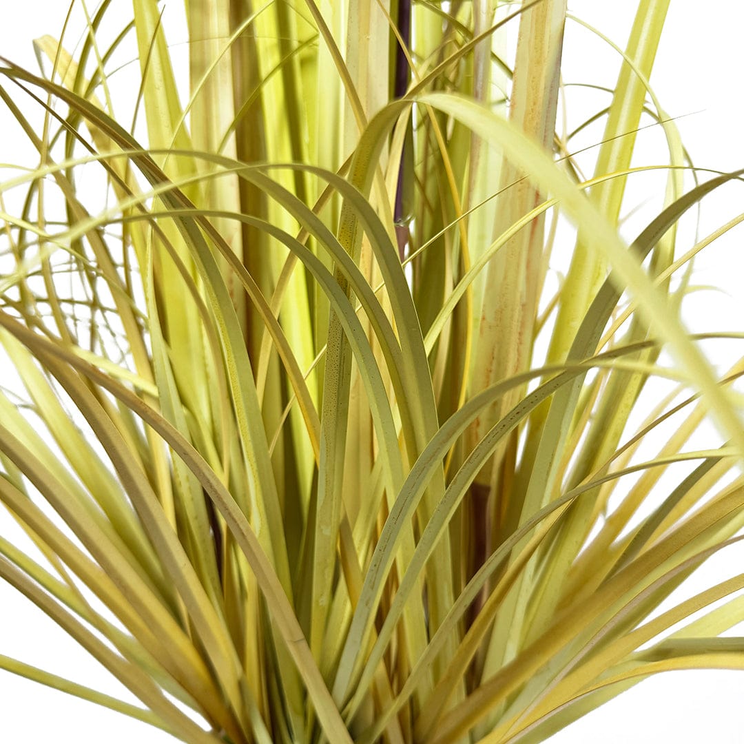 Graminacea Nordica