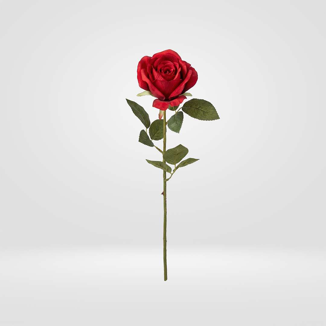 Rosa di Sant Jordi rossa