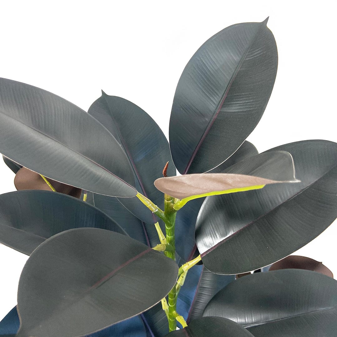 Ficus Lyrata Premium