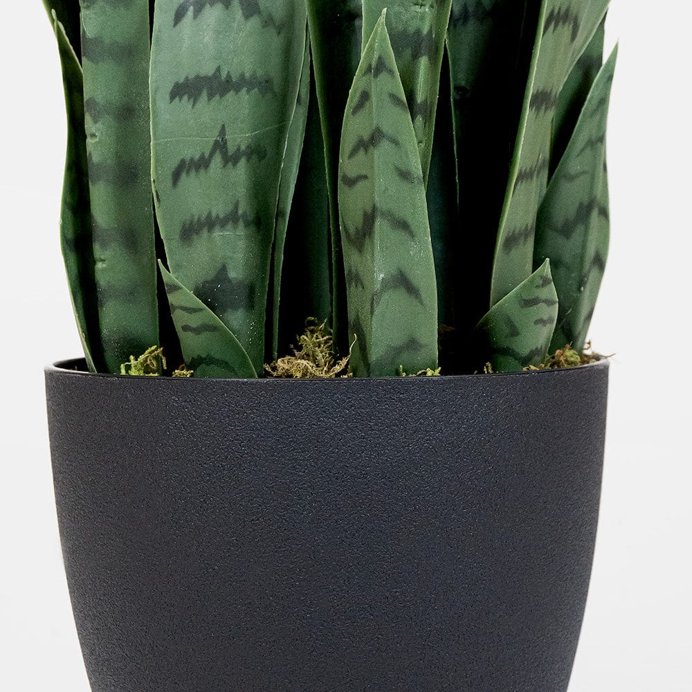 Sansevieria verte
