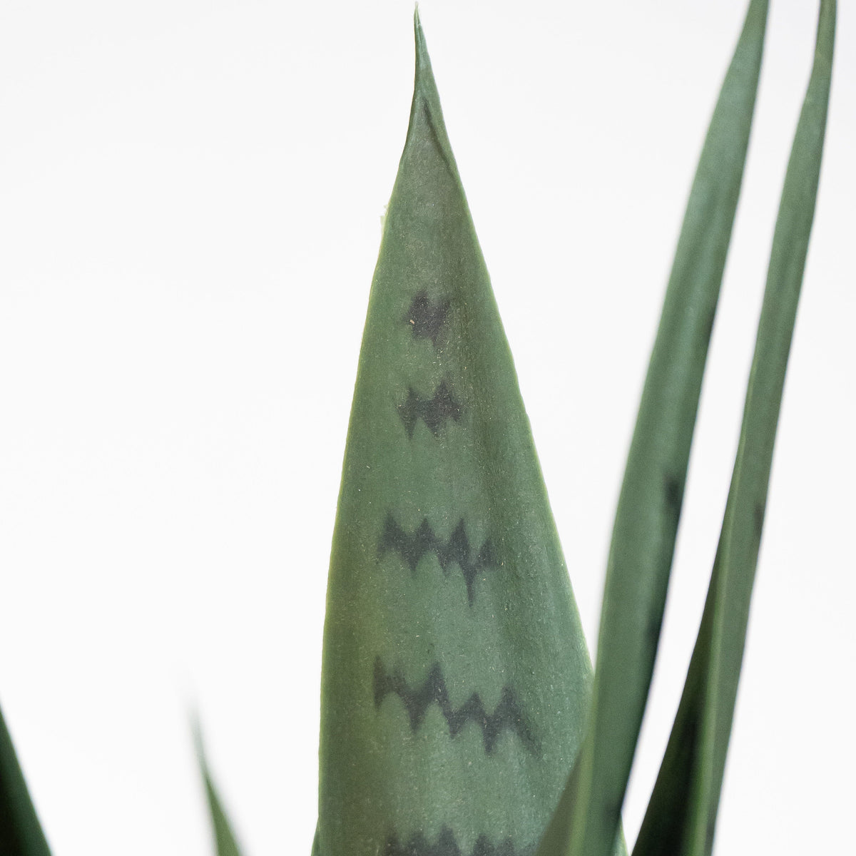 Sansevieria verte
