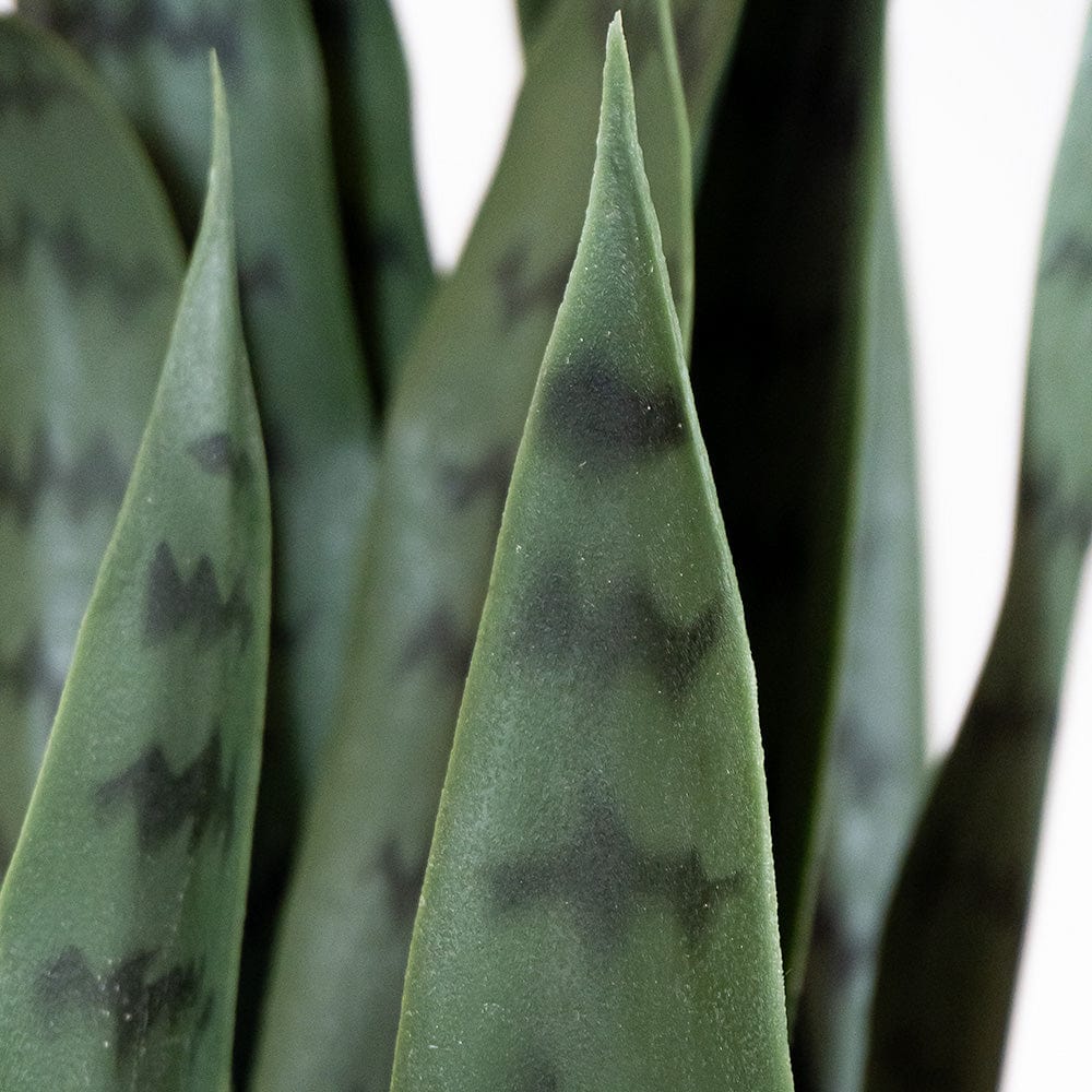 Sansevieria verte
