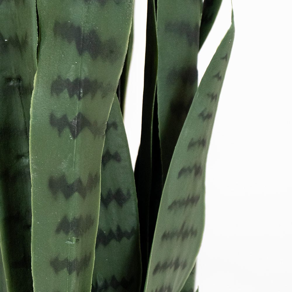 Sansevieria verde