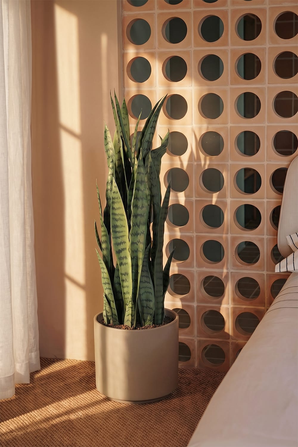 Sansevieria verte