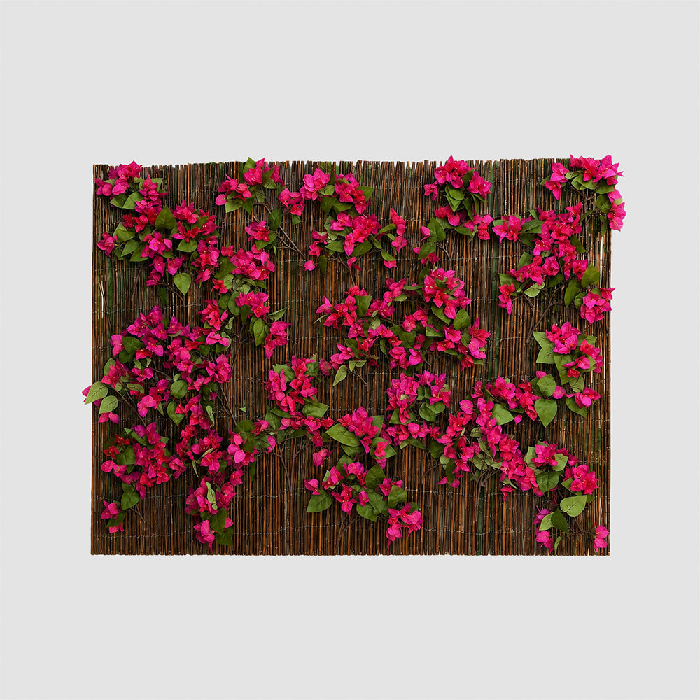 Ocultación Buganvilla Fucsia