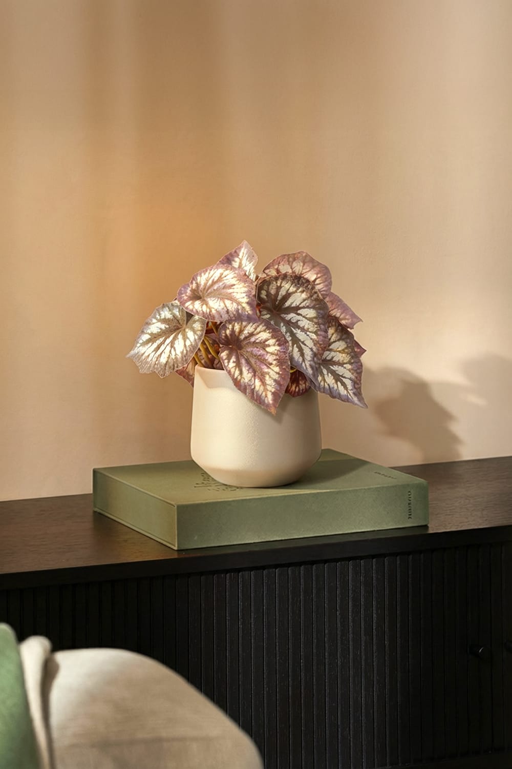 Syngonium bicolore