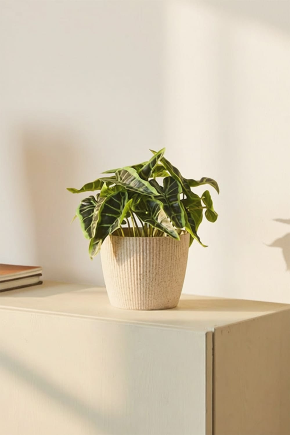 Syngonium flèche