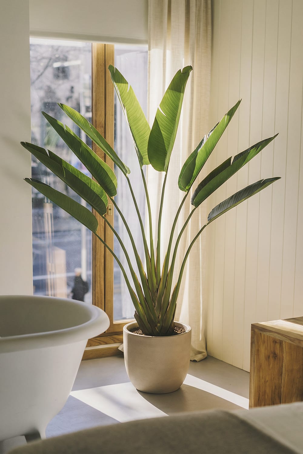 Albero della Strelitzia
