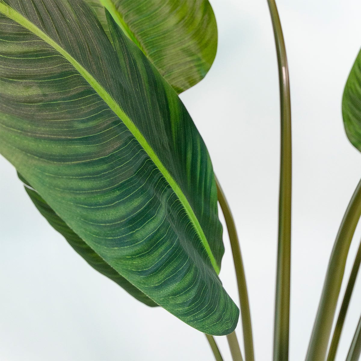 Strelitzia