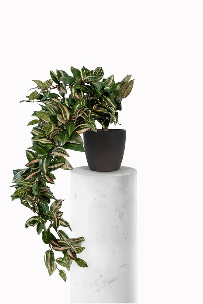 Tradescantia suspendue