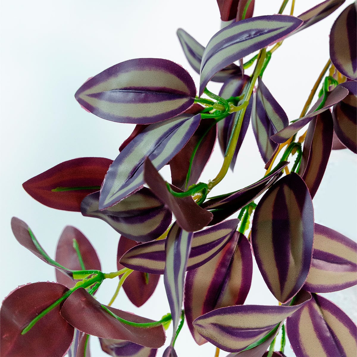 Tradescantia suspendue